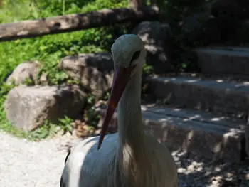 NaturOparC Hunawihr, Alsace (France)